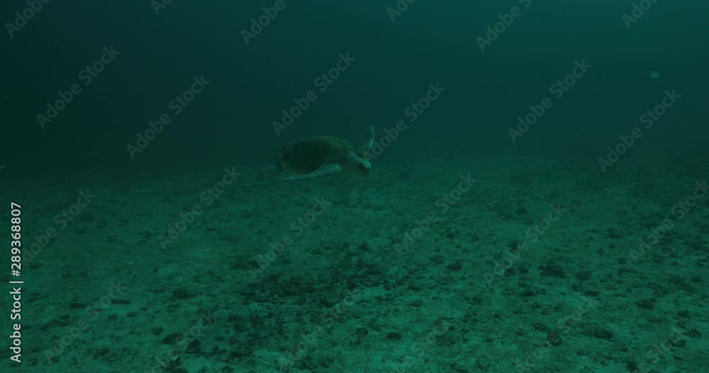 Green Turtle, (Chelonia mydas) swimming on the reefs of the Sea of Cortez, Baja California Sur, Mexico. Green Turtle, (Chelonia mydas) swimming on the reefs of the Sea of Cortez, Baja California Sur, Mexico.