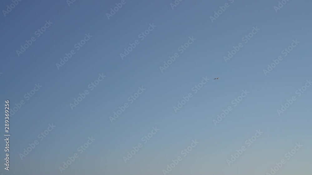 a seagull flies through the sky. Freedom concept a seagull flies through the sky. Freedom concept