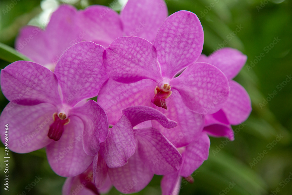 Obraz premium Orquídeas 02