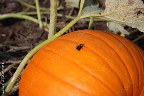 Bee on a pumpkin