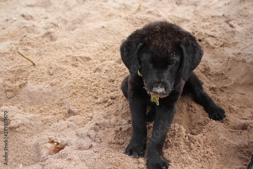 Sandy puppy