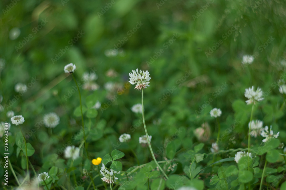 White flowers in the green field White flowers in the green field