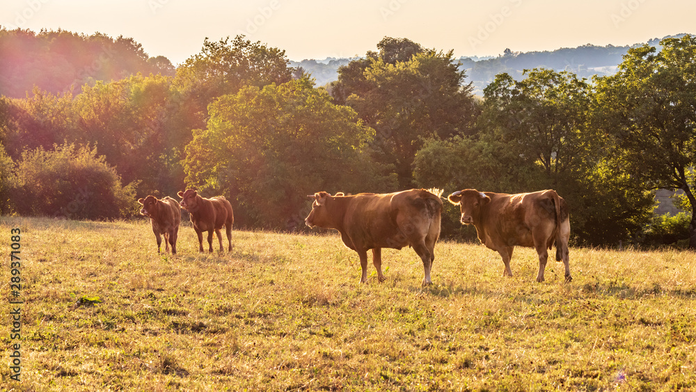 Cows enjoying the sunset in Limousin, Auvergne, France