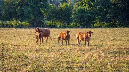 Cows enjoying the sunset in Limousin, Auvergne, France