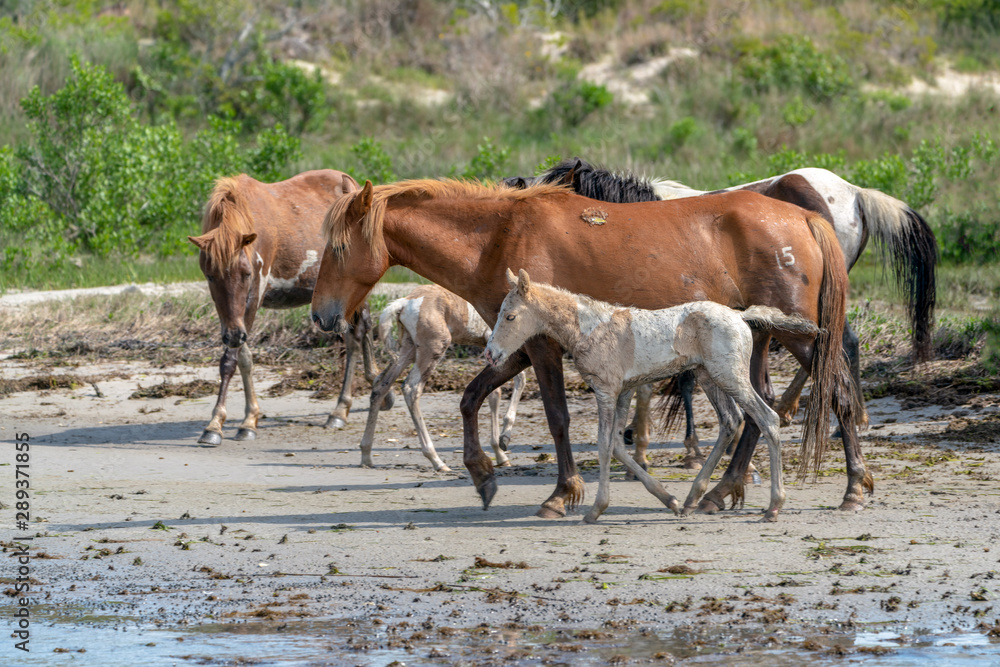 Wild horses and ponies walking and running on beach at Assateague Island during summer. Wild horses and ponies walking and running on beach at Assateague Island during summer.