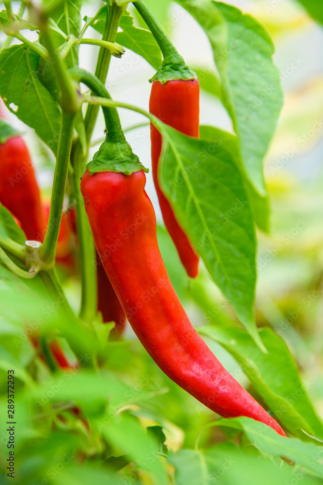 Red hot chili peppers plants on a branch Red hot chili peppers plants on a branch