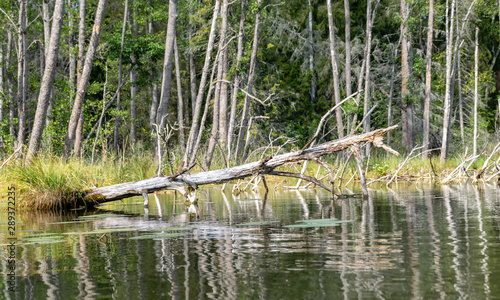 wild lake view  dry tree branches in the water  overgrown shores  wild grass and leaves