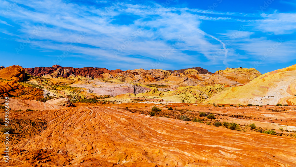Obraz premium The colorful red, yellow and white banded rock formations along the Fire Wave Trail in the Valley of Fire State Park in Nevada, USA