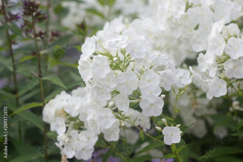 White Phlox blossom. Summer flowers in a garden
