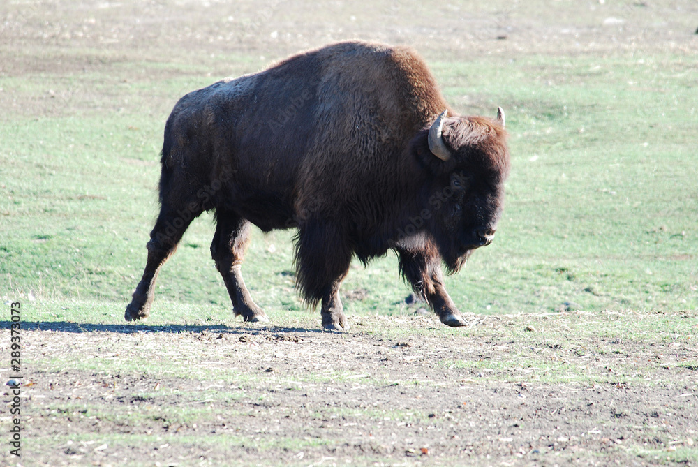 Bull bison getting ready to charge