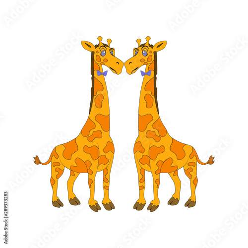 Picture of two fat kissing. Male giraffes  unconventional orientation. Picture for the project  picture for the illustration.