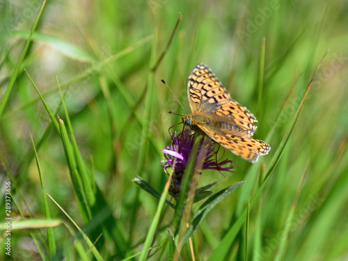 Fotografija Un papillon femelle Tabac d'Espagne, silver-washed fritillary en anglais dans le