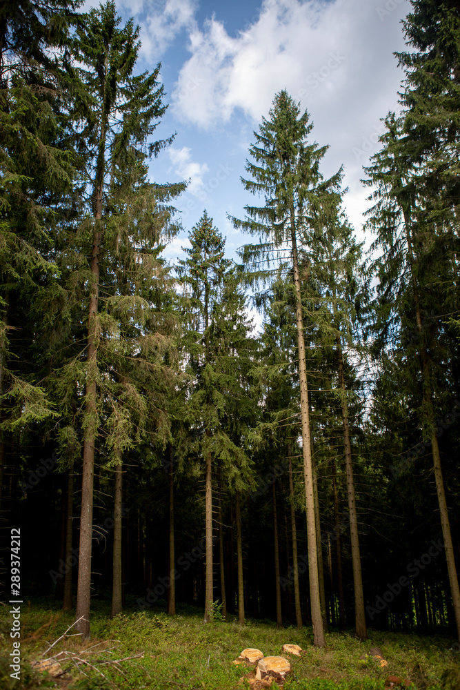 Tall trees with small patch of grass against a blue sky with clouds in Sauerland region of Germany near the ski resort village Schanze Tall trees with small patch of grass against a blue sky with clouds in Sauerland region of Germany near the ski resort village Schanze