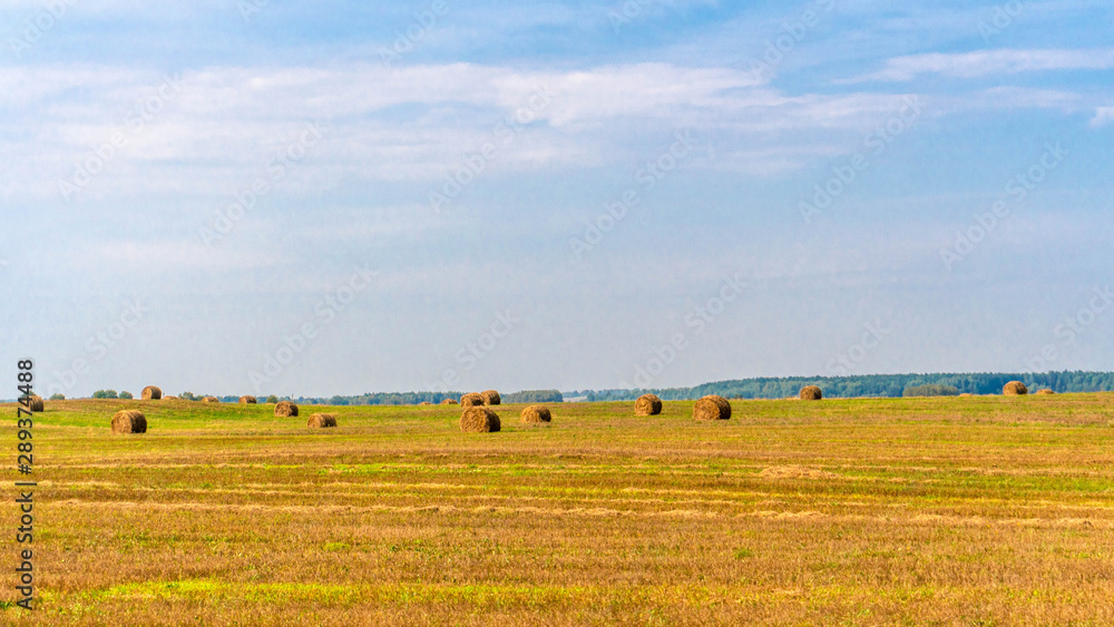 Field with sheaves of hay, background and texture, autumn after harvest