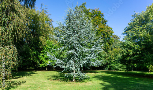 Cedrus Atlantica Glauca tree, also known as Blue Atlas Cedar a large evergreen cedar tree with needle like leaves, seen here in a parkland setting.