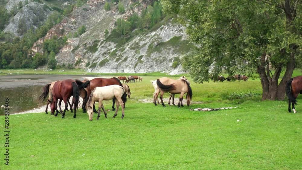 Flight of the copter close to a herd of horses grazing on the banks of the river. There are a lot of foals in the herd. The herd eats green grass in the meadow in front of the river. In the background Flight of the copter close to a herd of horses grazing on the banks of the river. There are a lot of foals in the herd. The herd eats green grass in the meadow in front of the river. In the background
