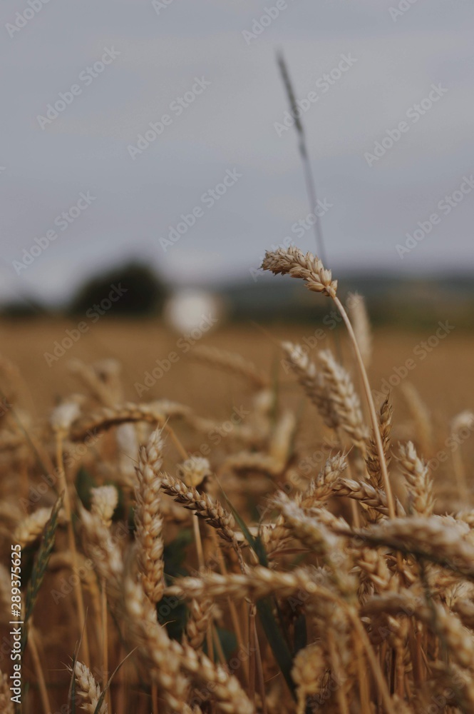 Fototapeta premium ears of wheat