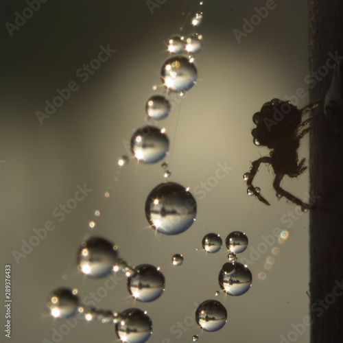 dewy spiderweb with a spider with refraction of a boat