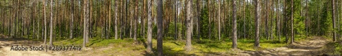 Pine forest © angorius