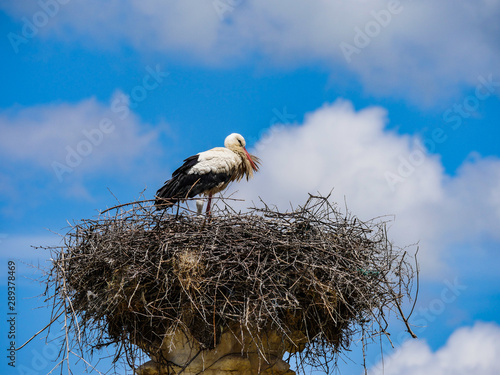 Morocco Stork nest on a pillar