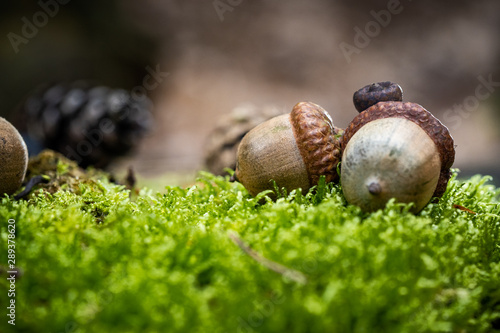 Brown Acorns On Mossy Green Forest Bottom Side View