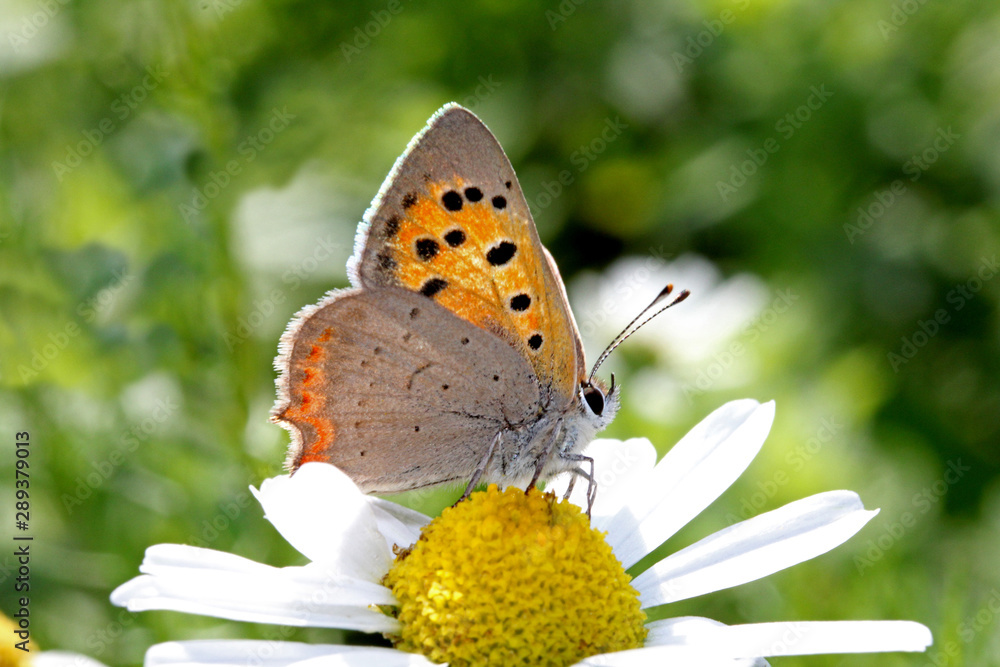 piccola farfalla licenide (Lycaena phleas) piccola farfalla licenide (Lycaena phleas)