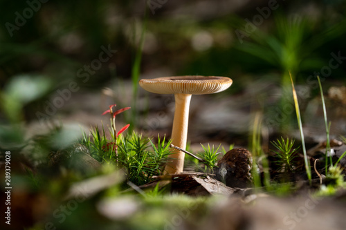 Beautifully exposed wild fresh mushroom in autumn forest
