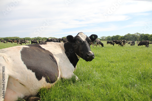 Φωτογραφία Cows are in the Meadow, a closeup of a cow laying down on a summers day