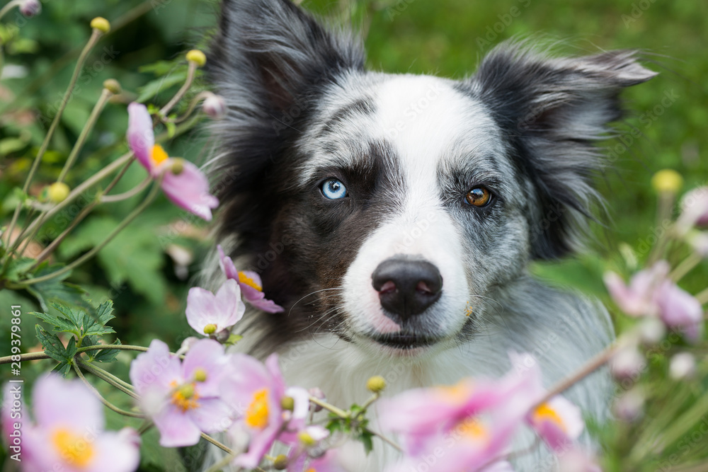 Border Collie looks out of a bush