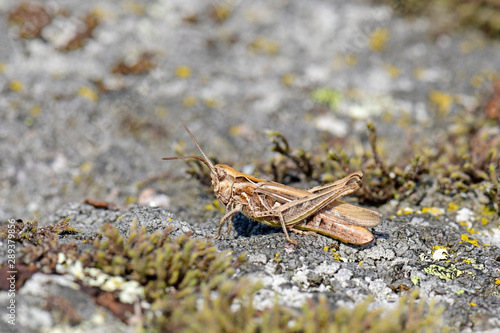 Brauner Grashüpfer (Chorthippus brunneus) - Common field grasshopper photo