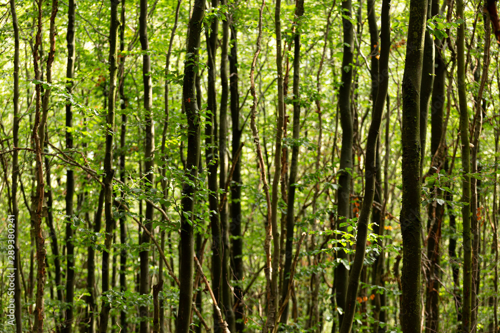 Thick Sauerland forest with sunlight entering the freshly watered foliage from the rain Thick Sauerland forest with sunlight entering the freshly watered foliage from the rain