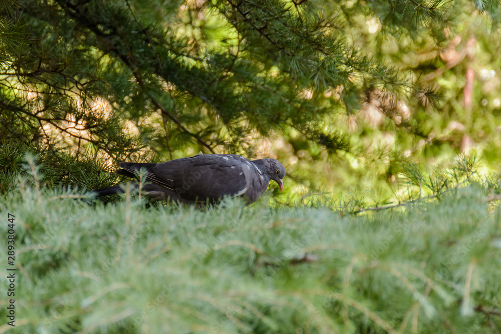 Pigeon perched on a tree branch Pigeon perched on a tree branch