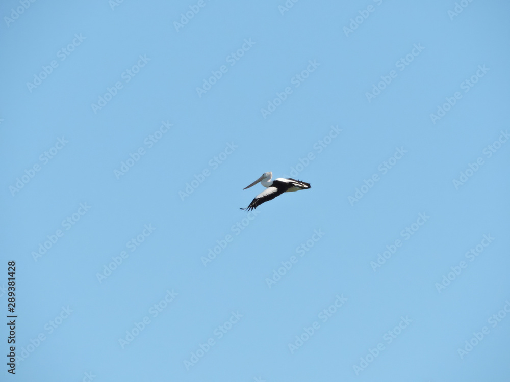 Australian Pelican flying with blue background Australian Pelican flying with blue background