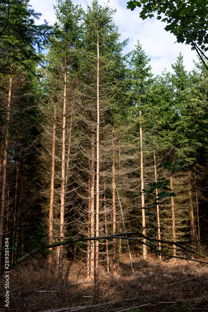 Trees lit by sunlight with dry dead branches and bald tree trunks caused by low groundwater level and long drought periods Trees lit by sunlight with dry dead branches and bald tree trunks caused by low groundwater level and long drought periods