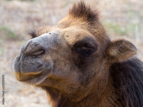 Portrait of a camel close up