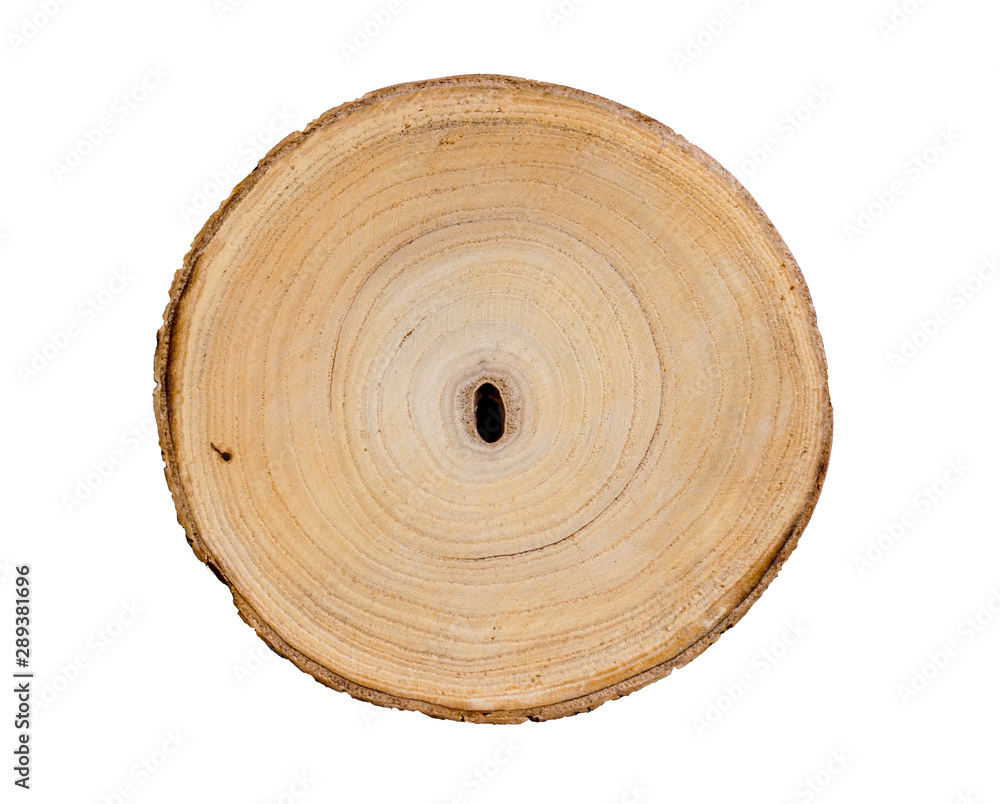 Wood slice cut from a tree. Textured surface with rings and cracks. Neutral brown background made of hardwood from the forest. Wood slice cut from a tree. Textured surface with rings and cracks. Neutral brown background made of hardwood from the forest.