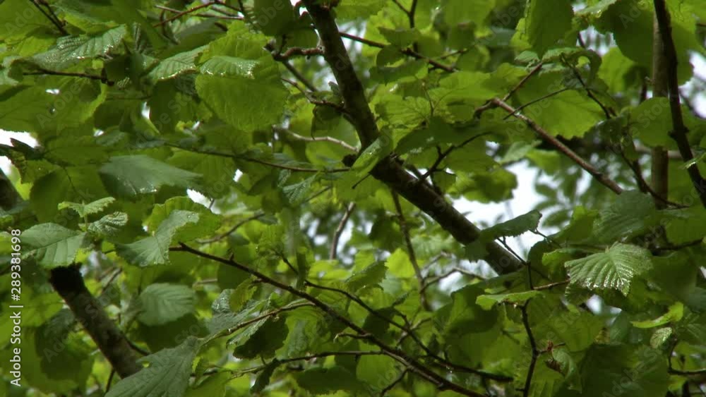 Steady, low angle, medium close up shot from underneath a hawthorn tree. Steady, low angle, medium close up shot from underneath a hawthorn tree.