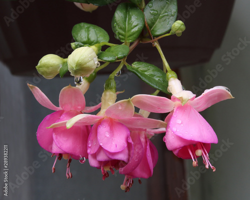 Fotografija Rain water drips from gorgeous pink and white fuchsia blossoms
