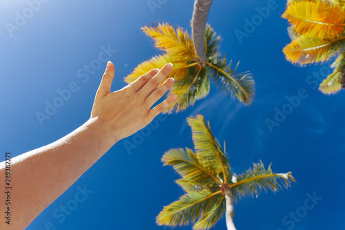 Fototapeta Naklejka Na Ścianę i Meble -  palm tree against blue sky with clouds