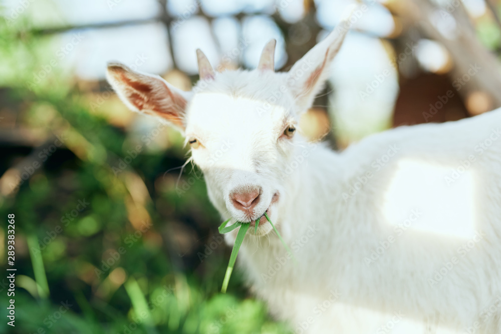 Fototapeta premium goat on the farm