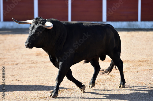 toro bravo español con grandes cuernos en plaza de toros