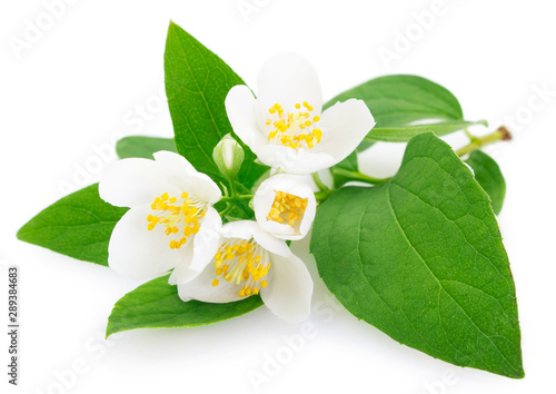 Fresh jasmine on white background © valery121283