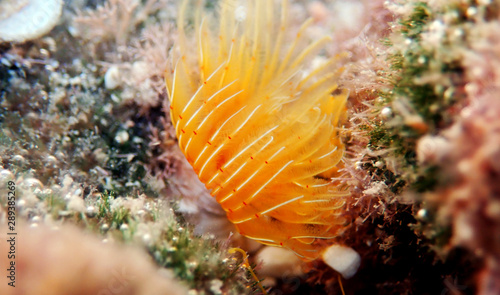 Yellow Mediterranean Horseshoe Tubeworm - (Protula tubularia) photo