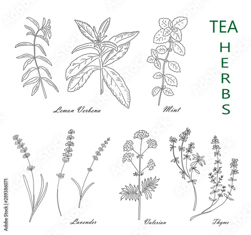 Tea herbs set isolated on white background. Vintage