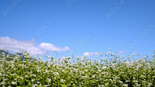 蕎麦の花と磐梯山