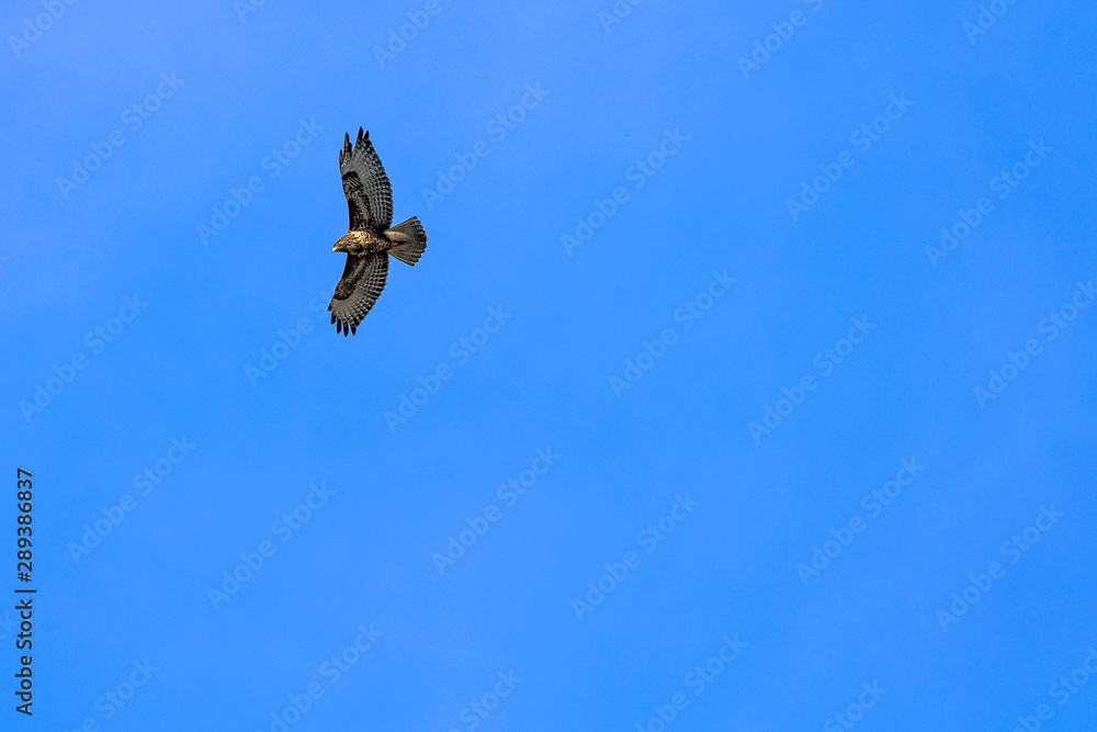 Golden eagle (Aquila chrysaetos) on the blue sky in Choczewo, Pomerania, Poland Golden eagle (Aquila chrysaetos) on the blue sky in Choczewo, Pomerania, Poland