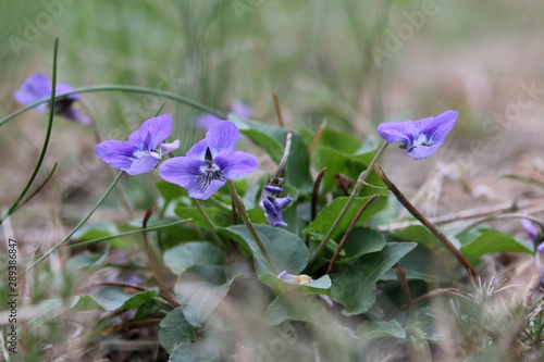 A charming little wildflower appropriately named Blue Violet