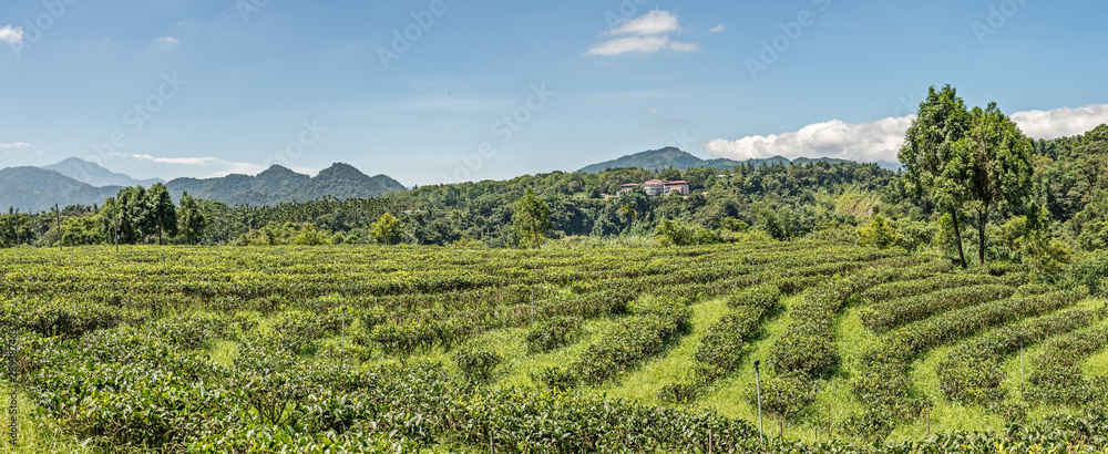 Fototapeta premium rural scenery of tea farm at Yuchi