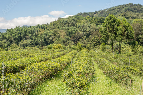 rural scenery of tea farm at Yuchi