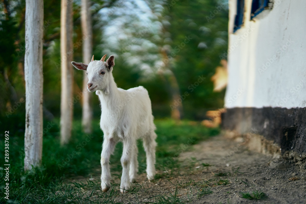 goat on a farm goat on a farm